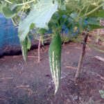 চিচিংগা রান্নার রেসিপি