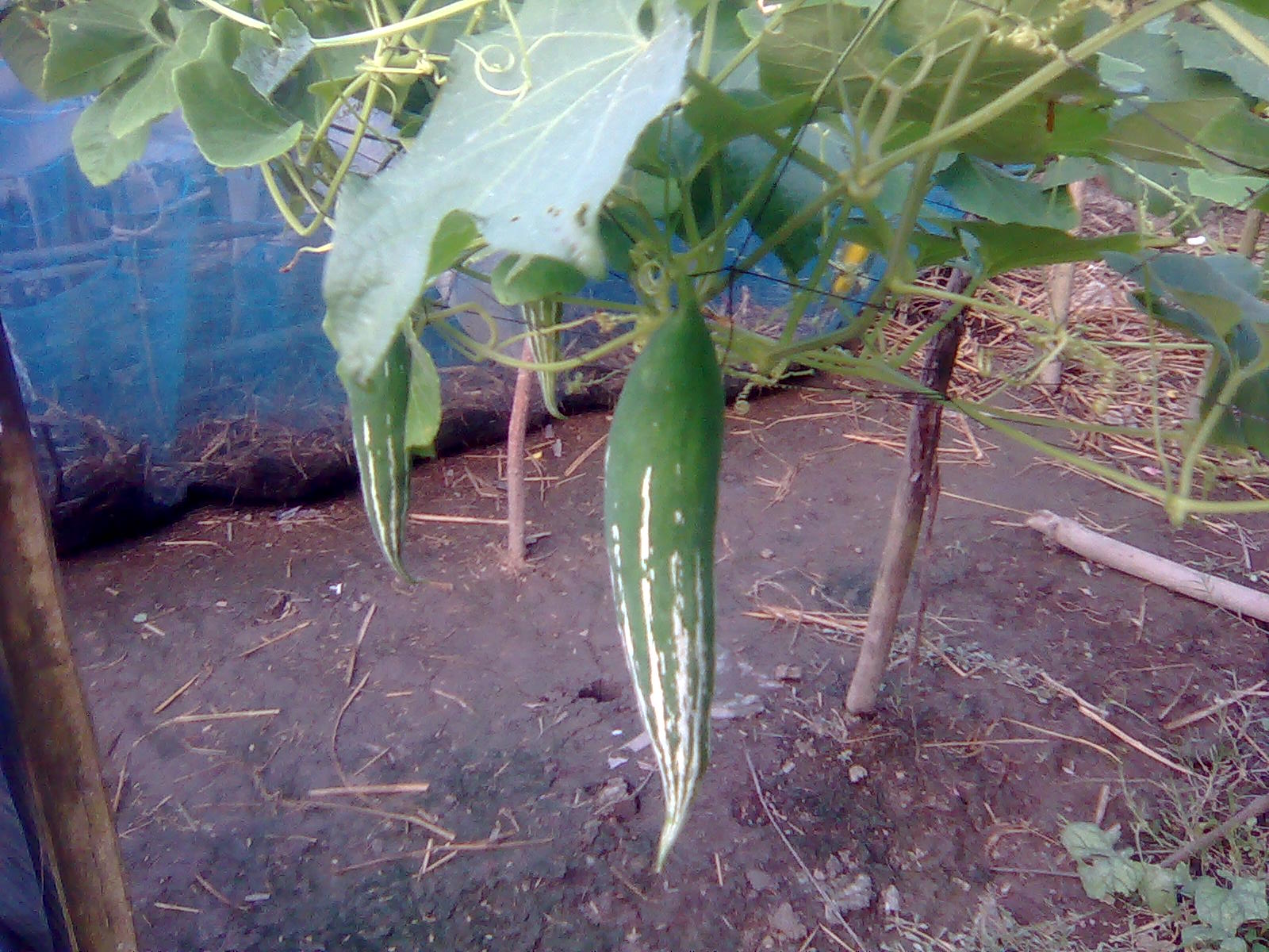 চিচিংগা রান্নার রেসিপি