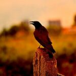 কাক- একটি বুদ্ধিমান প্রাণী