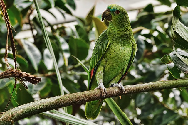 ১২ টি ভিন্ন প্রজাতির পাখির ছবি 30 তোতা পাখি