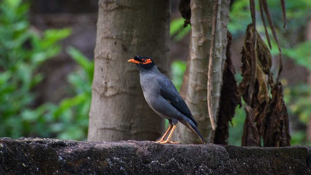 ১২ টি ভিন্ন প্রজাতির পাখির ছবি 28 শালিক পাখি