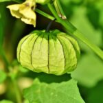 অশ্বগন্ধ্যা ফল